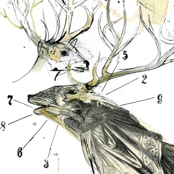 Coberta de Bestiario, de Pablo Neruda